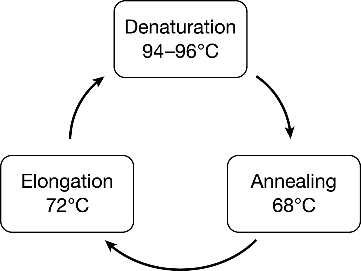 <p><span>is a technique used to copy a target DNA sequence. Researchers often use DNA polymerase from </span><em><span>Thermus aquaticus</span></em><span>, a bacteria species that lives around hydrothermal vents. Which of the following best explains why the polymerase from the species </span><em><span>T. aquaticus </span></em><span>is often used for PCR?</span></p><p>A) T. aquaticus polymerase has an optimal temperature of 68 degrees Celsius .</p><p>B) T. aquaticus polymerase does not denature at high temperatures.</p><p>C) T. aquaticus polymerase can be used more than once without degrading.</p><p><em><span>C) T. aquaticus</span></em> polymerase adds nucleotides to both the <span>3′</span> and</p>