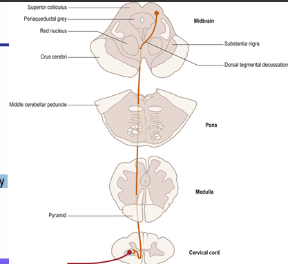 <p>What is the tectospinal tract pathway and its function?</p>