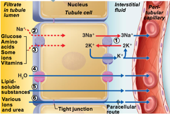 <ul><li><p>Passive</p></li><li><p>Some H20 absorbed via paracellular route</p></li><li><p>Transmembrane protein aquaporin allows water to cross plasma membrane of tubule cell</p><ul><li><p>PCT has many aquaporins → water is always absorbed here</p></li><li><p>Collecting ducts have no aquaporins until antidiuretic hormone (ADH) is present</p></li></ul></li><li><p>Number 4 in pic</p></li></ul><p></p>