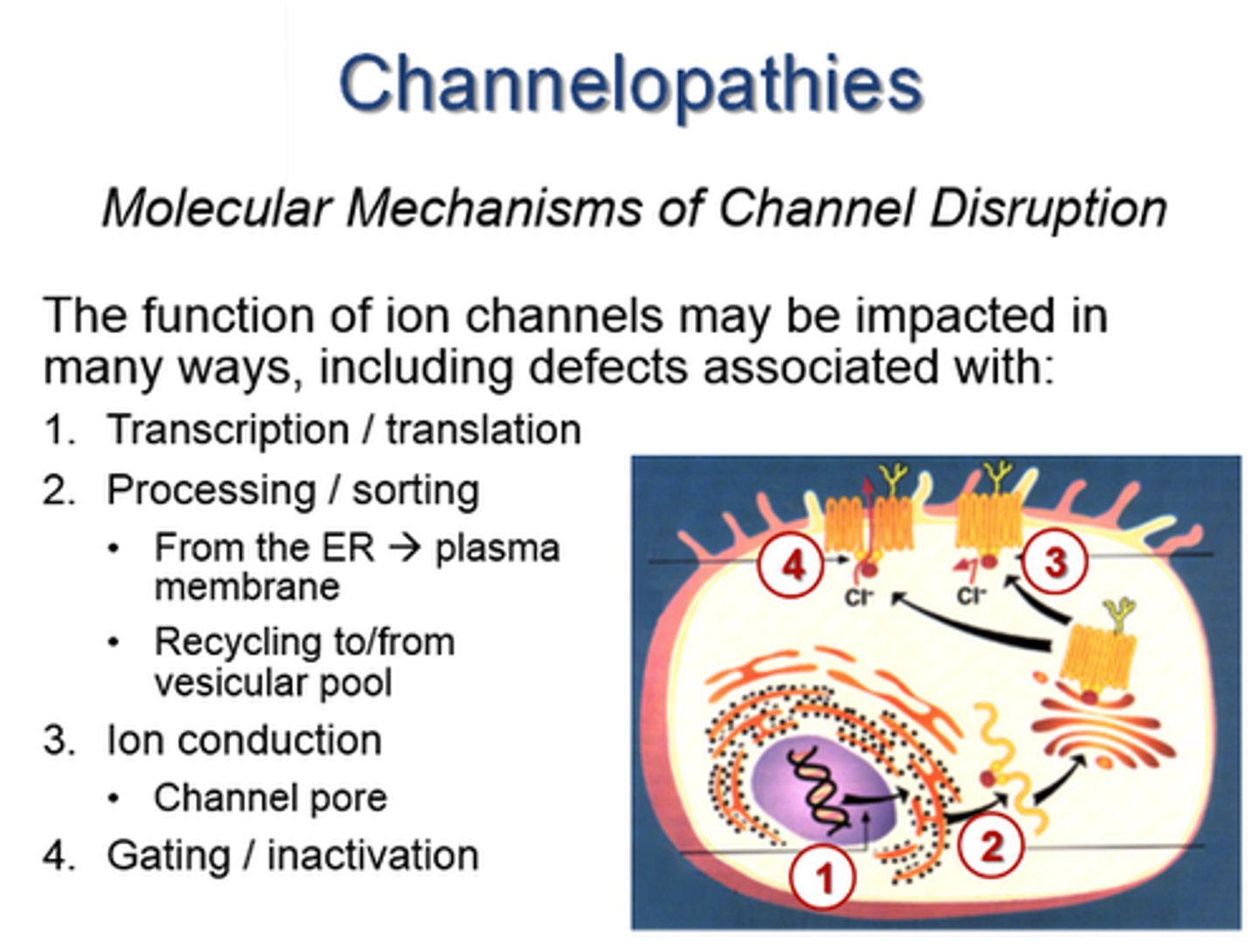 <p>A disease caused by defective ion channels, which can affect neuron signaling (e.g., epilepsy).</p>