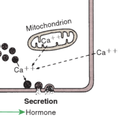 <p>Released by exocytosis when cell is stimulated </p><p>Requires ATP and calcium</p>