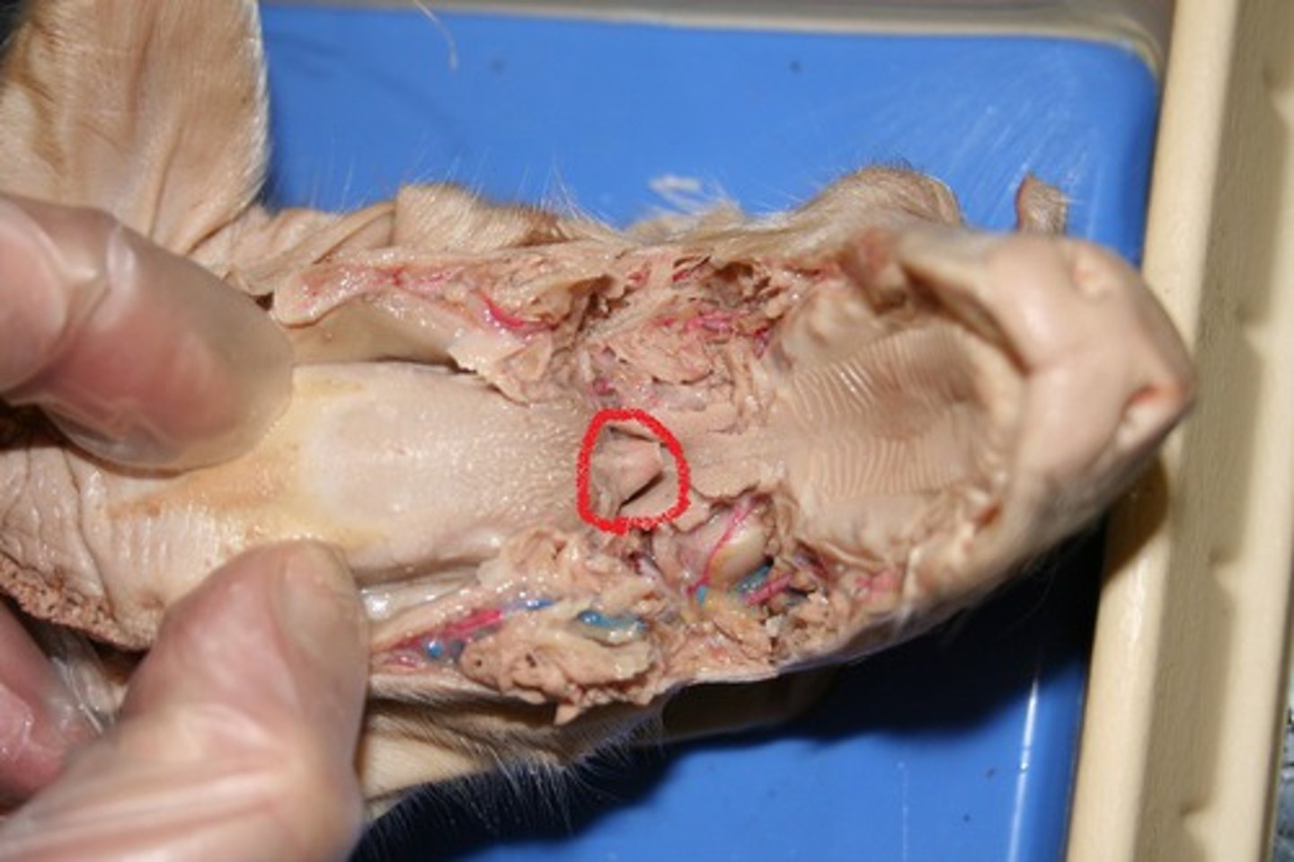 <p>What is the function of the Epiglottis?</p>
