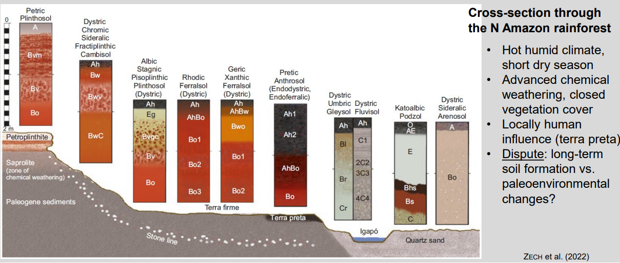 <ul><li><p><strong>Climate:</strong> hot, humid → extremely intense chemical weathering</p></li><li><p><strong>Processes:</strong> strong leaching, Fe/Al oxide accumulation, deep weathering profiles</p></li><li><p><strong>Soil trend:</strong> highly weathered upland soils (Ferralsols/Plinthosols) → hydromorphic soils in valleys</p></li><li><p><strong>Biology:</strong> closed forest → rapid nutrient cycling, low nutrient storage in soil</p></li><li><p><strong>Human signal:</strong> local enrichment by humans (terra preta)</p></li></ul><p><strong>Key idea:</strong> climate-driven extreme weathering dominates; nutrients are in biomass, not in the soil.</p>
