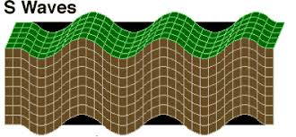 <p>tyep of body wave, up and down (secodary, slower) </p>