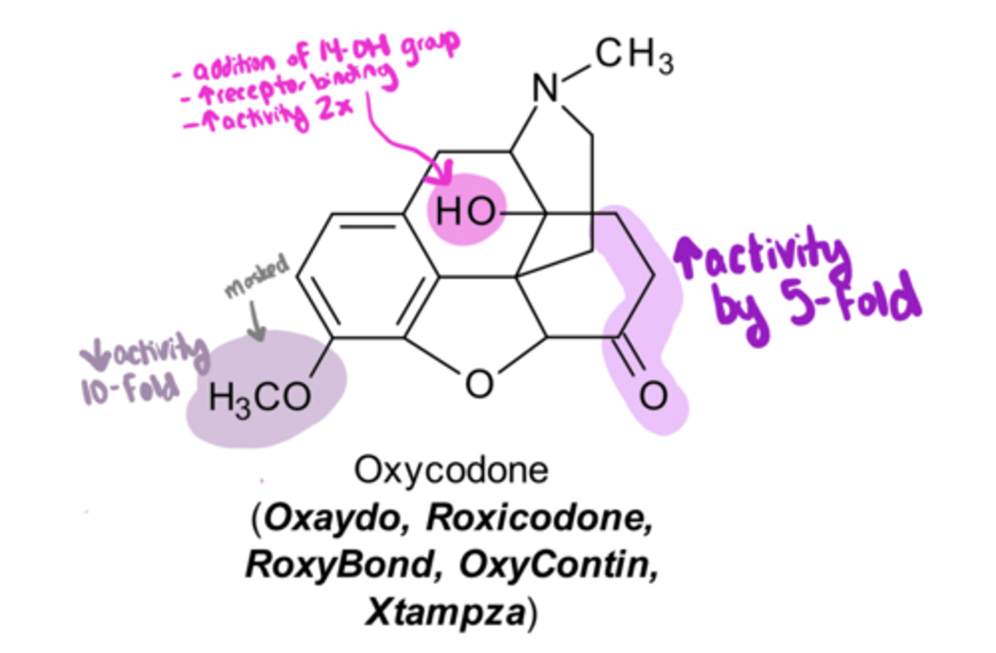 <p>Oxycodone</p><p>-pharmacological effects are ____ with morphine because of these 3 variations from morphine:</p><p>1) reduction of the Δ⁷ and oxidization the C6-OH to a ketone → increases activity</p><p>2) masking of the C3-OH → decreases activity </p><p>3) introduction of 14-OH → increases activity</p>