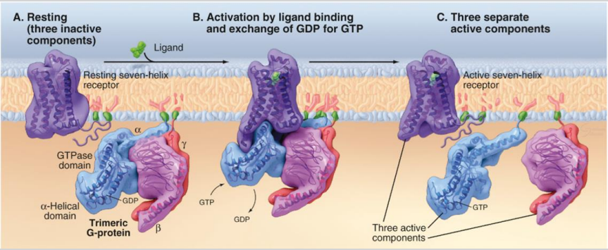 <p>A. resting (3 inactive components)</p><p>B. Activation of ligand binding and exchange of GDP for GTP</p><p>C. 3 separate active components</p>
