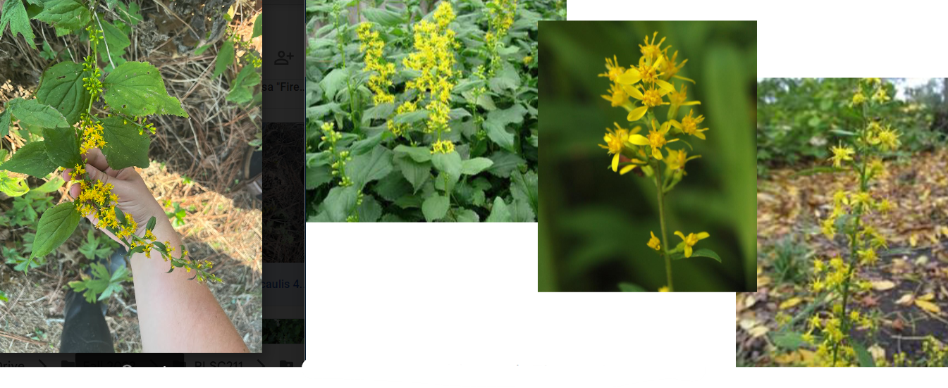 -stems sometimes zigzag
-leaves broad and teardropped shape, toothed
-usually stand straight up rather than sprawl out