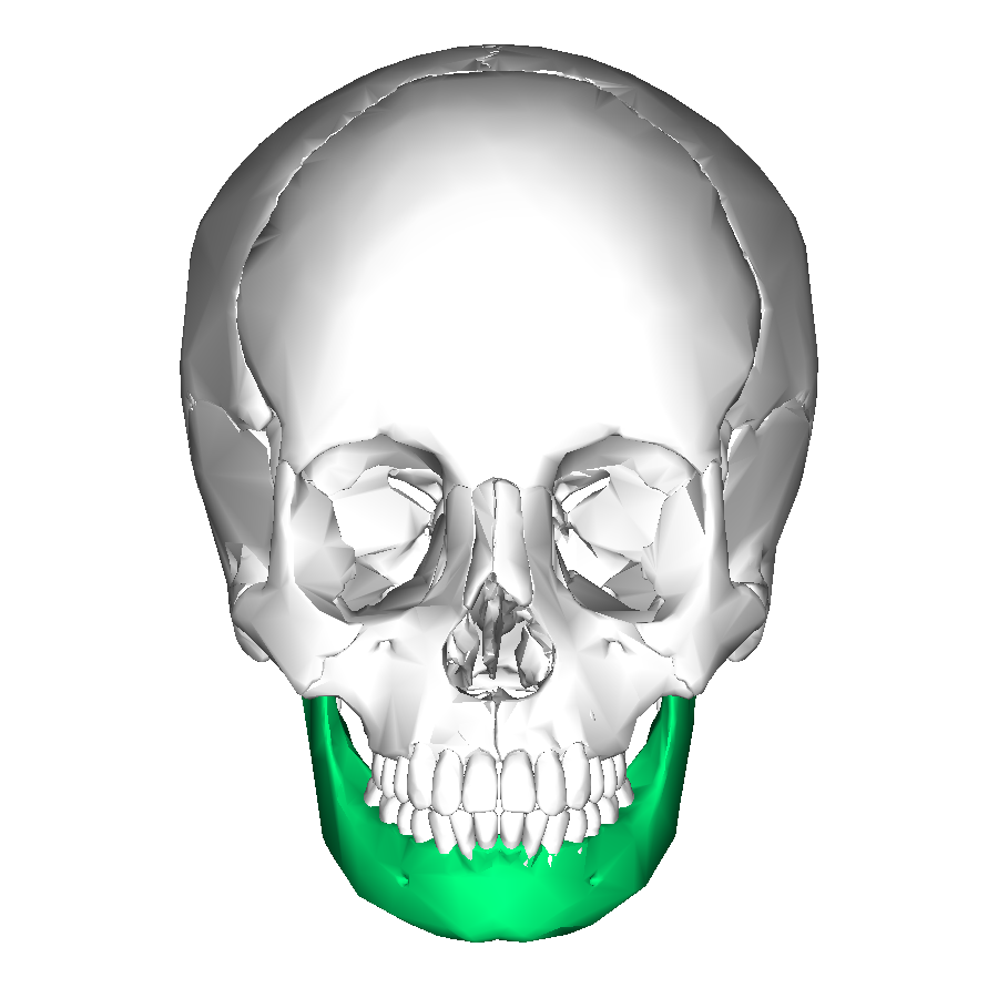 <p>Mandible</p>