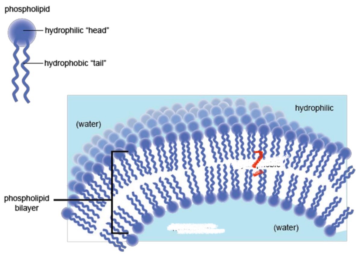 <p>What is the term used for water-hater?</p>