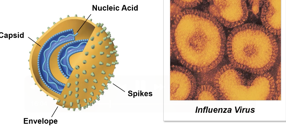 <p>what are enveloped viruses?  Examples? </p>