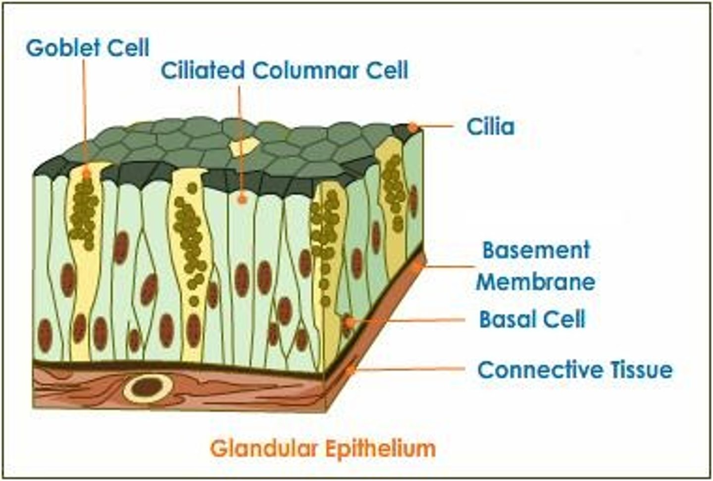 <p>forms specialized structures called glands that release substances beneficial to the body</p>