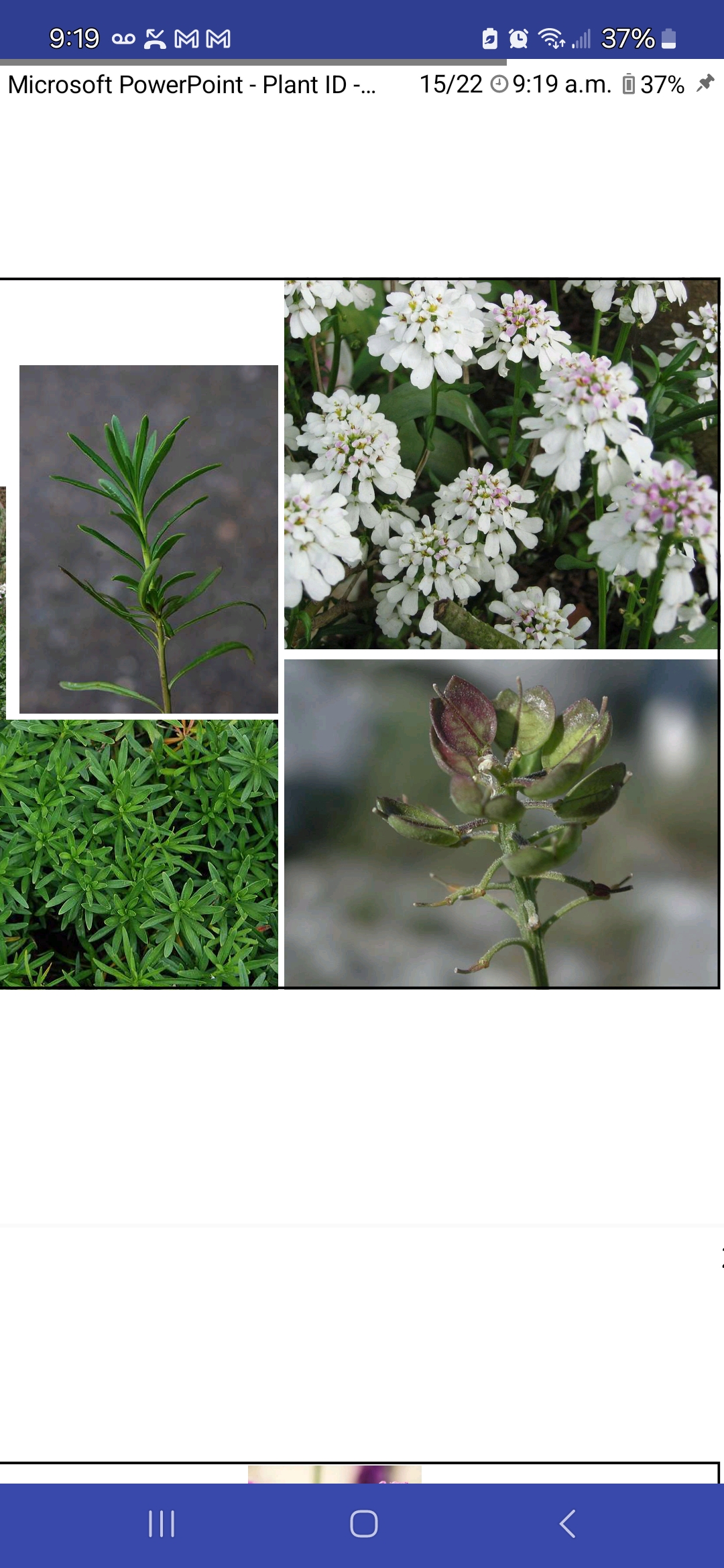 <p>Iberis sempervirens, Brassicaceae</p>