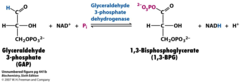 <ol><li><p>GAPDH/G3P DH</p></li><li><p>unfavorable (6.3 kJ/mol)</p></li><li><p>NAD+ (only oxidation step) + H+</p></li><li><p>uses cysteine (form a thioester and decrease the free energy) and histidine (aid oxidation)</p></li></ol>