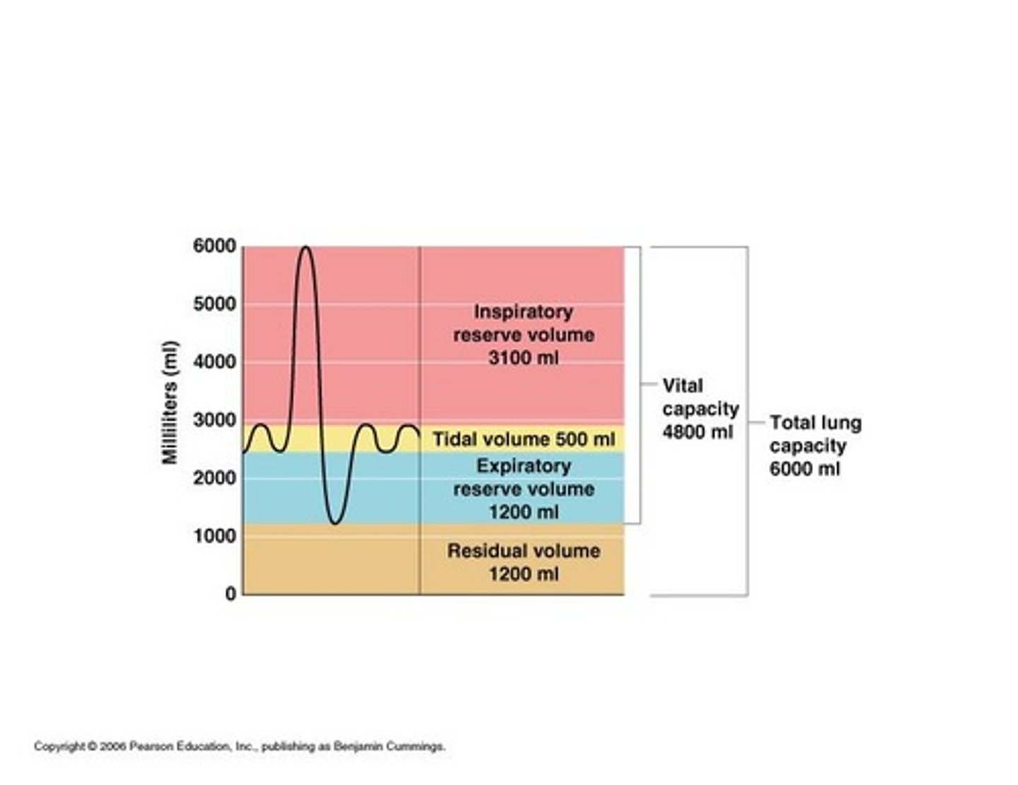 <p>what is tidal volume(TV) is the amount of air inhaled or exhaled with each breath under resting conditions.</p>