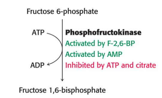 <p>is this the key step in glycolysis or gluconeogenesis ?</p><p>does the following occur in the fasted or fed state ? </p>