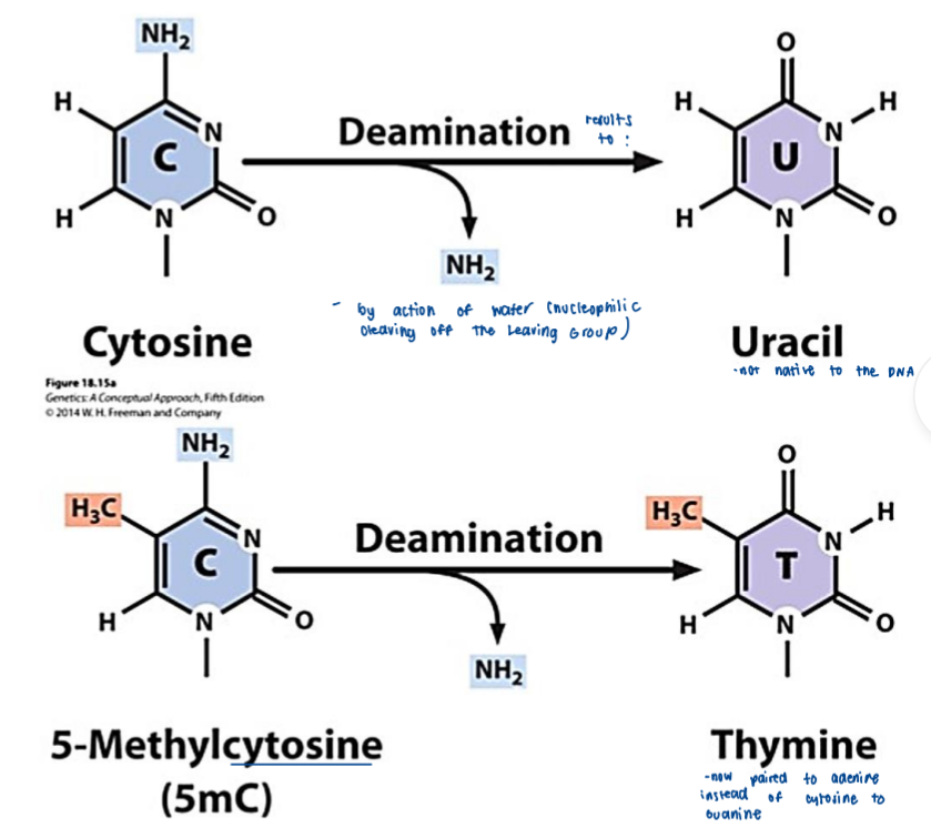<p>__________ can be <strong>deaminated</strong> by <strong>hydrolysis of the NH2</strong> group without requiring an enzyme</p>