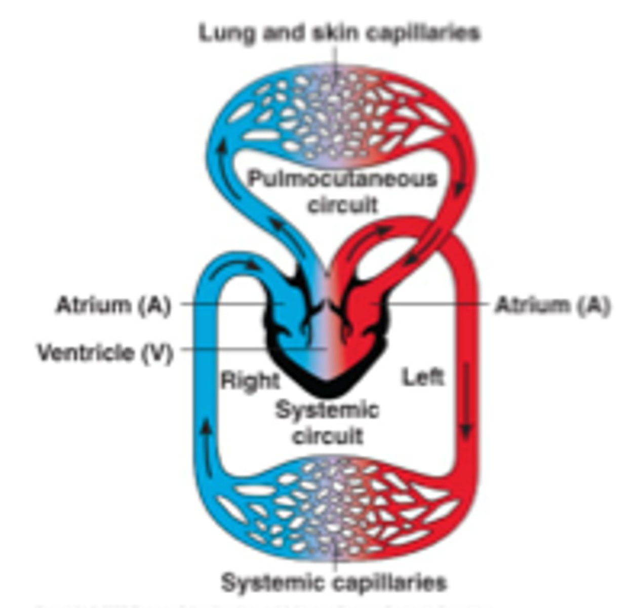 <p>the circulation of blood from the heart to the lungs is separate from the circulation of blood from the heart to the rest of the body</p>