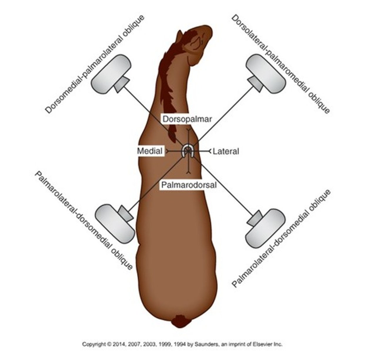 <p>Beam enters dorsally on lateral side, exits at palmar aspect on medial side</p>