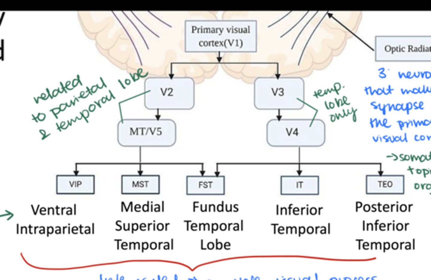 <p>V1 --&gt; V2 --&gt; MT/V5 --&gt; VIP, MST, or FST</p><p>V1 --&gt; V3 --&gt; V4 --&gt; FST, IT, or TEO</p>