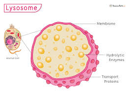 <p>Function: causes apoptosis when hydrolytic enzymes are released </p><ul><li><p>works with endosomes to break down many substrates</p></li></ul><p></p>