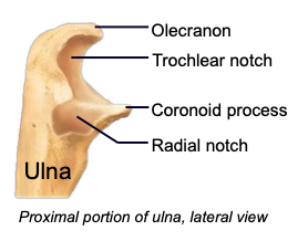<p>a projection of the ulna that fits into coronoid fossa when forearm bends</p>