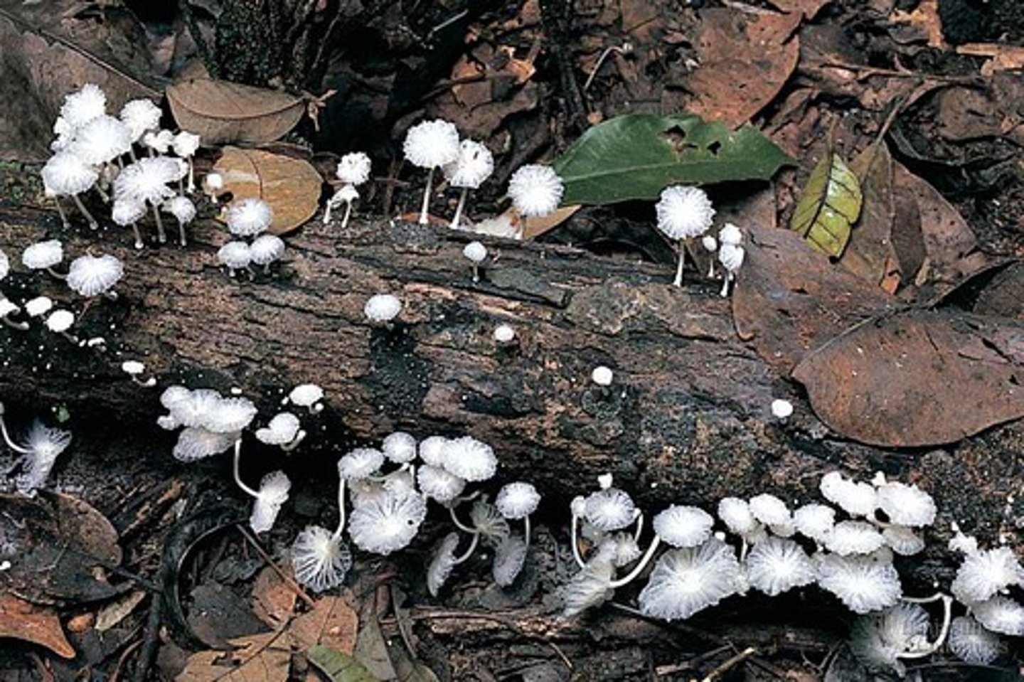 <p>A decomposer is an organism that gets its energy by breaking down dead organisms. Examples are bacteria, mushroom, vultures etc.</p>