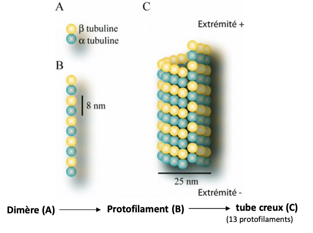 <p></p><ul><li><p>Tube creux formé de <strong>protofilaments</strong> de dimères <strong>α- et β-tubuline</strong></p></li><li><p>Chaque dimère lié à du <strong>GTP</strong></p></li><li><p>Seule la tubuline <strong>β</strong> possède une activité <strong>GTPase</strong> et un <strong>GTP échangeable</strong></p></li><li><p>Diamètre ≈ <strong>25 nm</strong></p></li></ul><p></p>