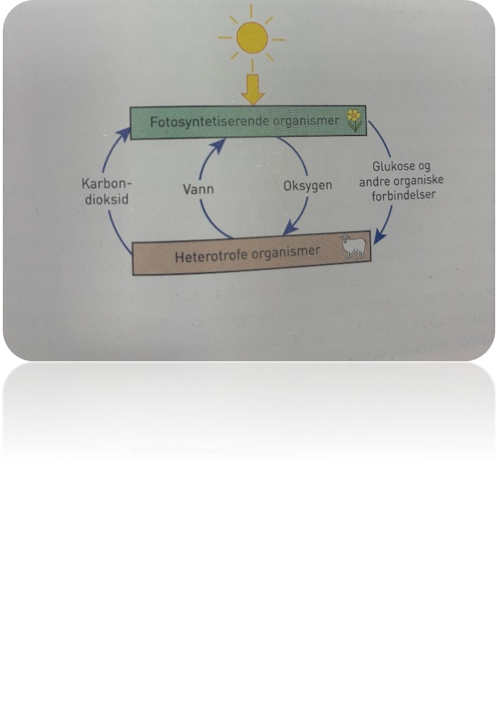 <p>Vi regner med at fotosyntesen slik den foregår i eukaryote celler, oppstod for mer enn 2 milliarder år siden, men vi vet ikke hvordan eller hvorfor dette skjedde. Vi har funnet fossiler av encellede, eukaryote fotosyntetiserende organismer som levde for 1,8 milliarder år siden. Vi antar at fotosyntesen hos eukaryote organismer oppstod ved at de tok opp encellede prokaryote blågrønnbakterier som levde videre inni de eukaryote cellene. De prokaryote cellene hadde klorofyll og de drev fotosyntese. De eukaryote cellene fikk evnen til fotosyntese etter opptak av blågrønnbakterier, og de utviklet seg videre til flercellede planter.</p><p class="MsoNormal">Før fotosyntesen oppstod, hadde ingen organsimer tilgang på oksugengass. De levde anaerobt, det vil si at de hadde anaerob celleånding uten oksygen. I fptosyntesen blir det dannet glukose, og samtidi blir oksygengass dannet som et biprodukt. En følge av fotosyntesen var at organismer utviklet den aerobe celleåndingen, altså celleånding medoksygen.</p><p class="MsoNormal">Mikroskopiske protister som planteplankton lever i avnn sammen med større protister som grønn, brun og røde alger. <span>&nbsp;</span>Disse små og store protistene er fotosyntiserende og produserer store mender oksygen og energirike organiske forbindelser. De vannlevende fotosyntetiske protistene står for mer enn halvparten av fotosyntesen på jorda, mens de landlevende plantene står for den andre halvparyen.</p><p>Nesten alle planter, mange protister og noen bakterier og arker er <strong>fotosyntetiserende organismer</strong>. Det vil si at de tar opp solenergi og bruker den i reaksjoner der det dannes glukose (druesukker) og oksygen. Fordi de lager produktene glukose og vann, karbondioksid og solenergi, kalles de produsenter. Slike organismer er autotrofe, de produsererer oganiske forbindelser og uorganiske forbinelser. Autotrofe organismer som driver fotosyntese er fotoautotrofe. Fotosyntiserende organismer har celler som inneholder fargestoffer, pigmenter. Klorofyll er ett eksmepel på et slikt fargestoff og er det viktigste pigmentet som deltar i fotosyntesen. Fargestoffene er molekyler som klarer å farge energi i sollyset og omdanne den til kjemisk energi. Hos prokaryote organismer (bakterier ig arker) er klorofyllet bundet til cellemembranen som omgir cellen. Hos eukaryote organismer med fotosyntese (planter og protister) er klorofyllet samlet i egne organeller<em>, kloroplaster.</em></p><p class="MsoNormal"><strong>En enkel reakjsonslikning for fotosyntese er:</strong></p><p class="MsoNormal">vann + karondioksid + solenergi – glukose + oksygen</p><p class="MsoNormal">Alt liv på jorda er avhengig av fotosyntesen. Fotosyntesen er den eneste prosessen som lager oksygen til atmosfæren og produserer mat til alle primærkonsumenter i alle nøringskjeder.</p>