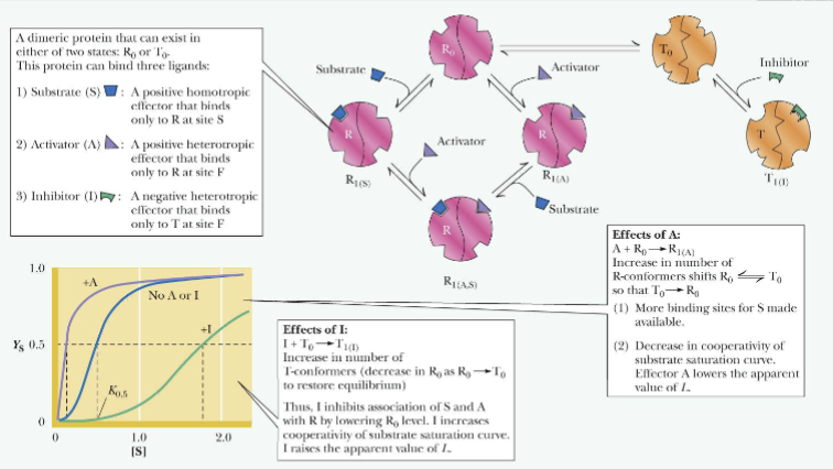 <ul><li><p>An allosteric activator (A) binds to and stabilizes the R (active) form</p></li><li><p>An allosteric inhibitor (I) binds to and stabilizes the T (inactive) form</p></li></ul><p></p>
