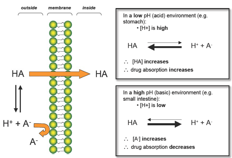 <p>In acidic Environments:</p><p>H+ is HIGH</p><p>HA increases (nonionized form)</p><p>Drug Absorption INCREASES</p><p>LIKE DISSOLVES LIKE!!!!!!!!!</p><p></p><p>In Basic environments:</p><p>H+ is LOW</p><p>A- increases (ionized form)</p><p>Drug Absorption DECREASES</p>