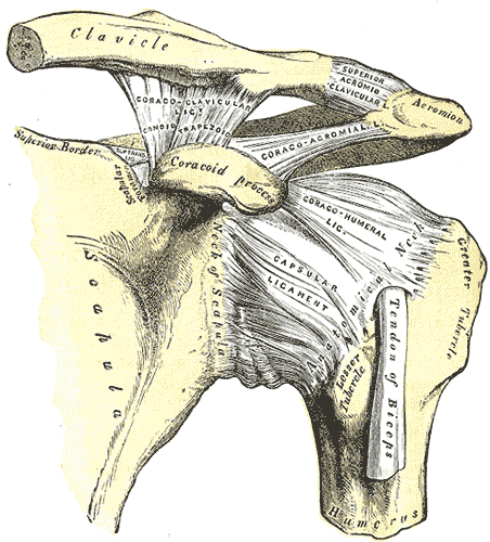 <p>coracoid to clavicle!</p>