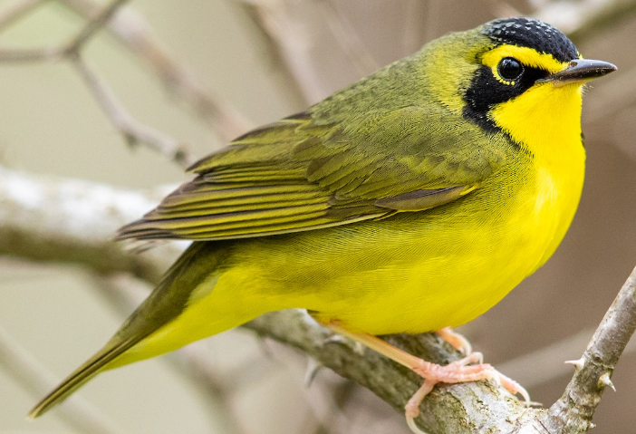 <p>What bird is this? </p>