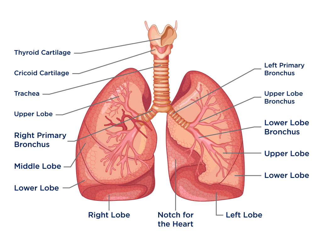 <p>Lungs</p>