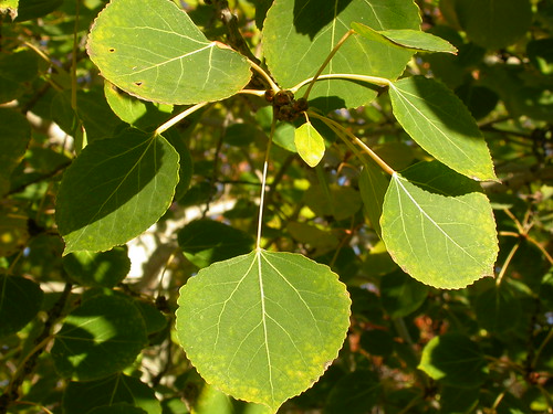 (Populus tremuloides)