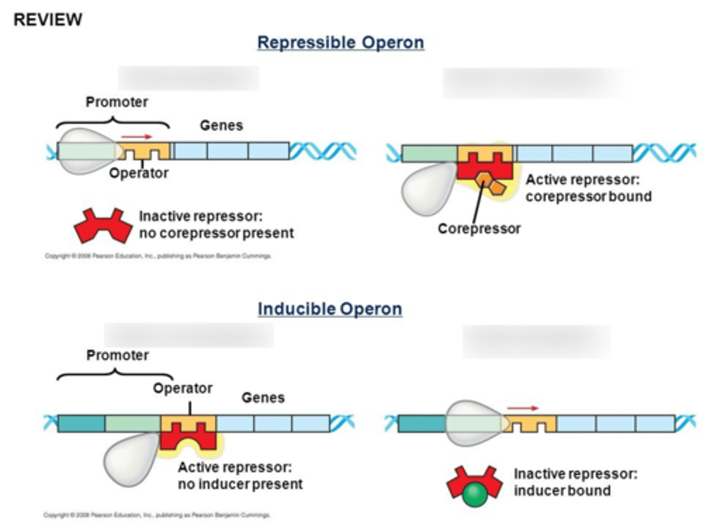 <p>1) Inducible (activated)<br>2) Repressible (inactivated)</p>