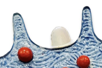 <p>What is increase the cell’s surface area for absorption?</p>