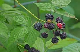 <p>Blackberry</p>