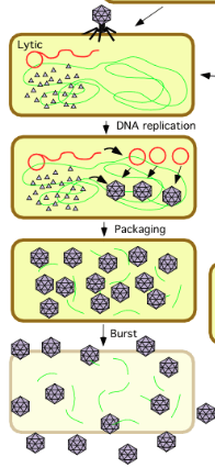 <p>viral DNA takes over the host’s cell and forces the cell to make viruses</p><p>once the viruses are made, the cell bursts open - spraying more viruses and leading to more infection</p>