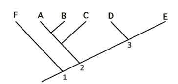 <p>A grouping of species A, B, D, and E based on a trait that was present in the ancestor at node 2 would be considered:</p>