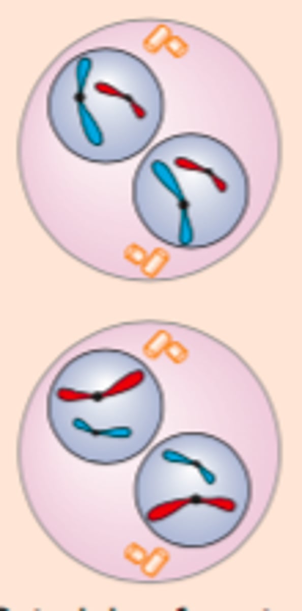 <p>Spindelen forsvinner. Det dannes ny membran rundt de to kjernene. Kromosomene blir mindre tett pakket</p>