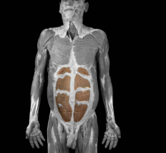 <p>What is this muscle?</p>