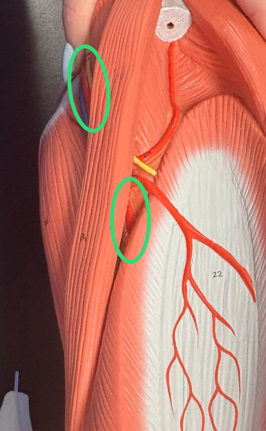 <p>anteromedial thigh </p><p>main blood supply to thigh muscles &amp; femur head </p>