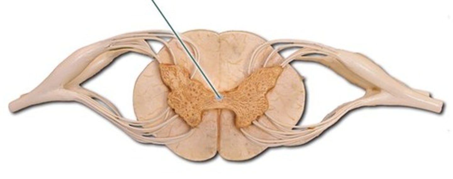 <p>Contains blood vessels and nerves</p>