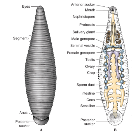 <p>Leeches! • Freshwater &amp; Terrestrial • carnivorous &amp; parasitic</p><p>• Medical leeches (Hirudo medicinalis)</p>
