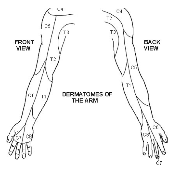 <p><span>• Complete sensation examination on partner.</span><span><br></span><span>• Test for light touch and sharp/dull</span><span><br></span><span>• Dermatomes C5-T2</span></p>