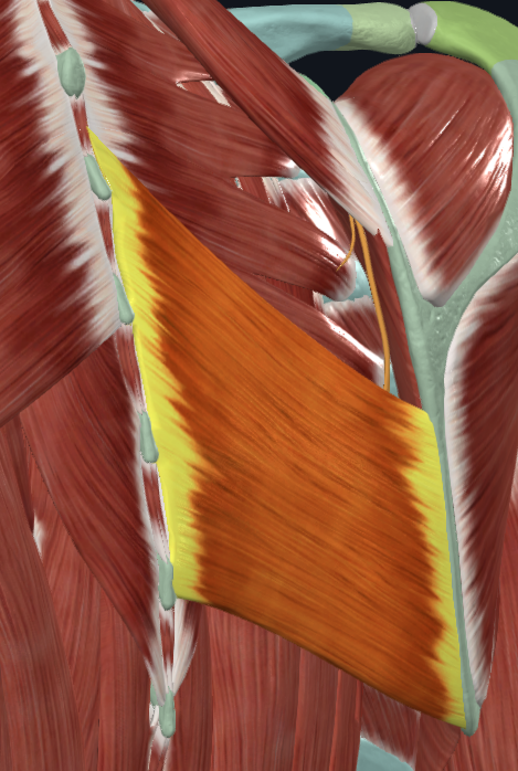 <p>What muscle is this</p>