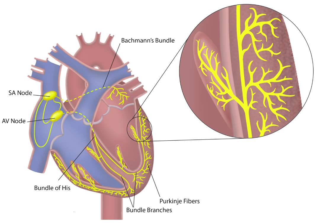 <p>The Purkinje fibers spread the action potential through</p>