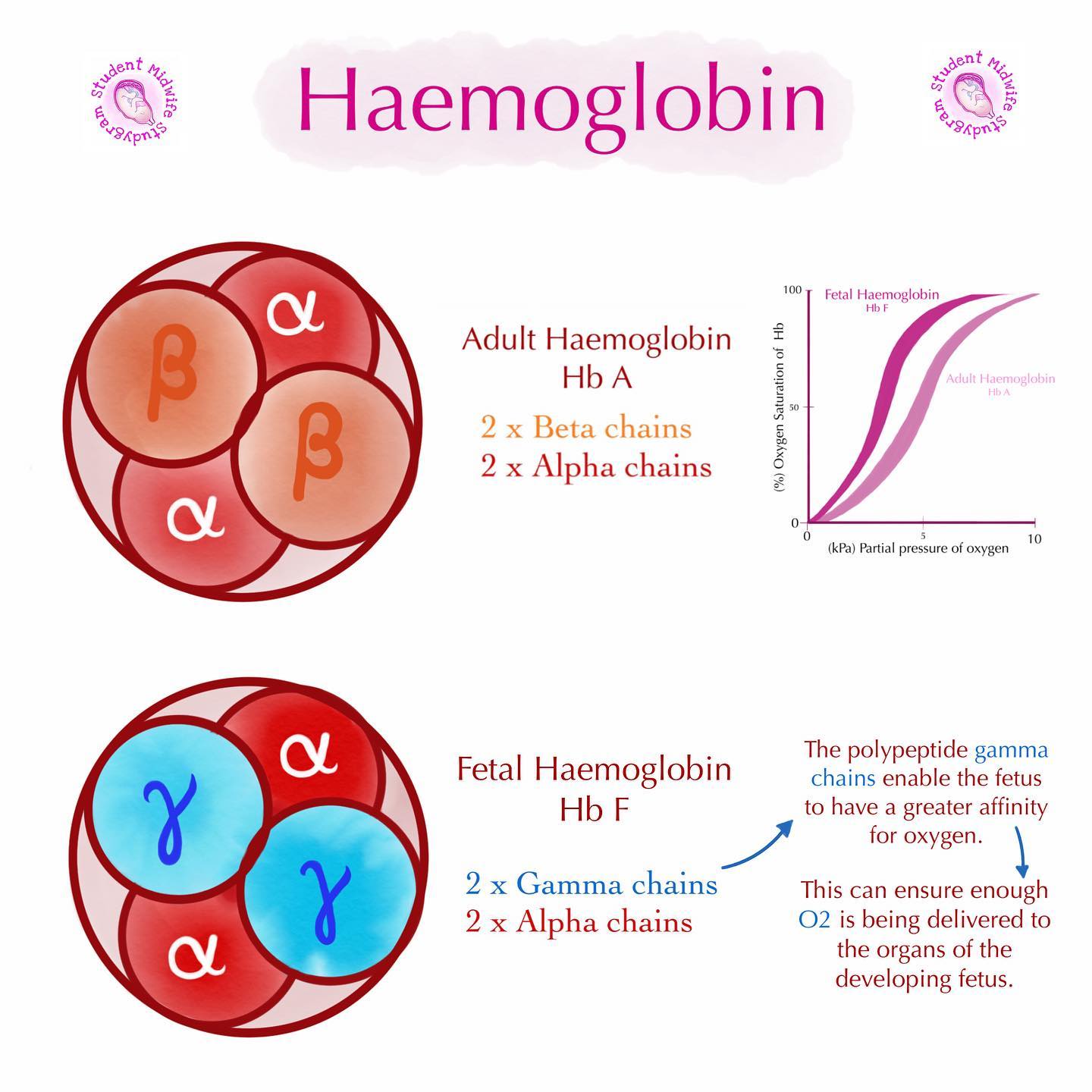 REMINDER: fetal hemoglobin made from 2 α subunits + *2 γ subunits* VS. adult hemoglobin made from 2 α subunits + *2 β subunits*

\
fetus gets O2 from mother - blood of mom does NOT circulate to fetus directly: blood from mom gets stopped from transferring to baby by placenta → placenta then transfers the O2 from mom’s blood to fetal blood → fetal hemoglobin has to have a HIGHER O2 affinity → makes O2 transfer easier 