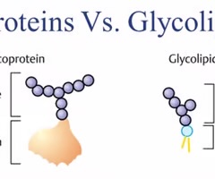 <p>glycoproteins</p>