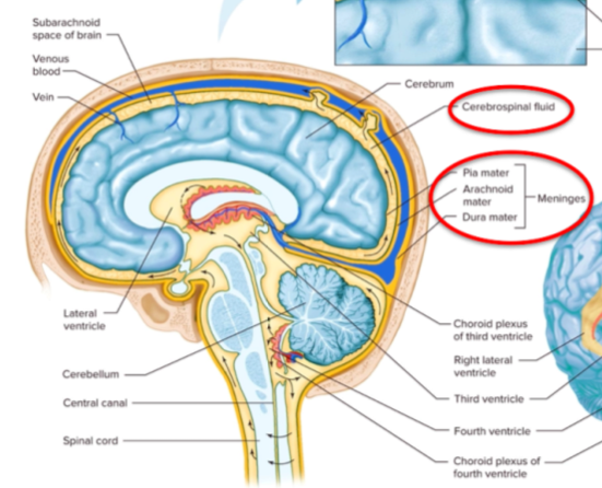 <p>Cerebrospinal fluid (CSF)</p>